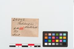 Etikett zu Bronzeschlangenfibel (NHMW-PRAE-024047)